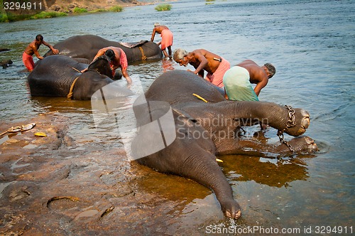 Image of ERNAKULUM, INDIA - MARCH 26, 2012: Trainers bathing elephants from the sanctuary.