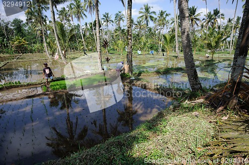 Image of BALI, INDONESIA - JULY , 2014: Farmers working on terrace rice fields on Bali, Indonesia