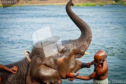 Image of ERNAKULUM, INDIA - MARCH 26, 2012: Trainers bathing elephants from the sanctuary.