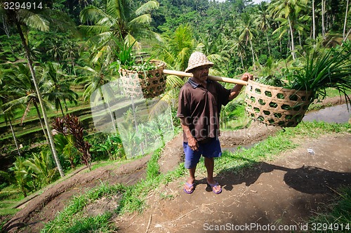 Image of BALI, INDONESIA - JULY , 2014: Farmer holding baskets.Terrace rice fields on Bali, Indonesia