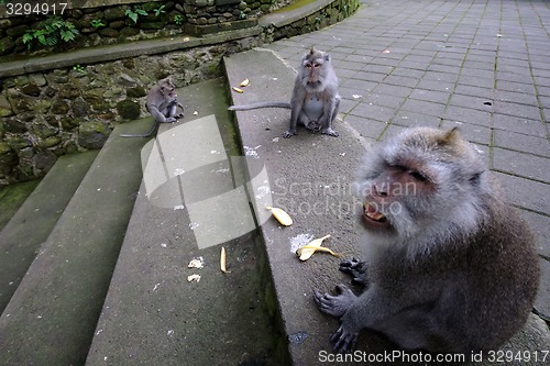 Image of Padangtegal Monkey Forest, famous touristic place in Ubud, Bali Indonesia