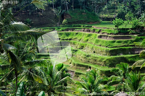 Image of Terrace rice fields on Bali, Indonesia