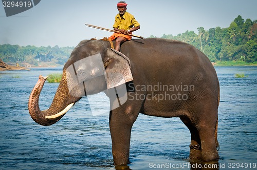 Image of ERNAKULUM, INDIA - MARCH 26, 2012: Trainers bathing elephants from the sanctuary.