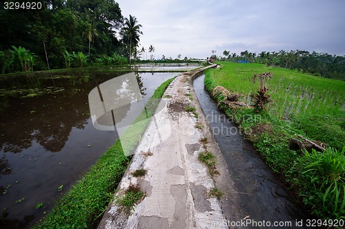 Image of Terrace rice fields on Bali, Indonesia