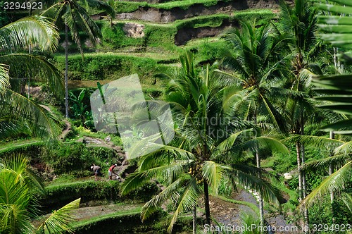 Image of Terrace rice fields on Bali, Indonesia