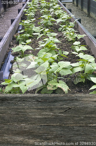 Image of Beans Seedlings