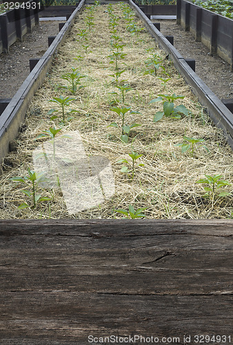 Image of Paprika Seedlings