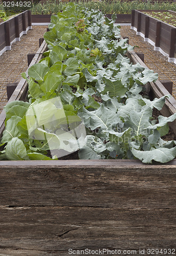 Image of Cabbage Seedlings