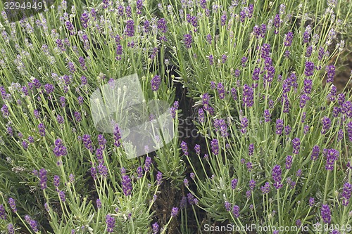 Image of Lavander Bush