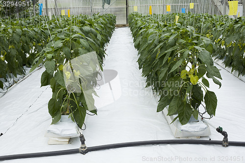 Image of Hydroponic Cultivation