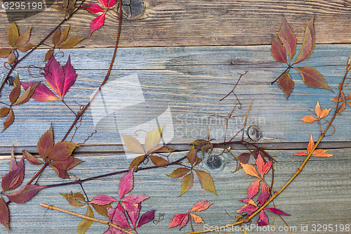 Image of herbarium. Still Life with dry leaves and stems