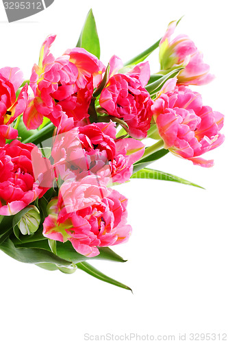 Image of pink tulips