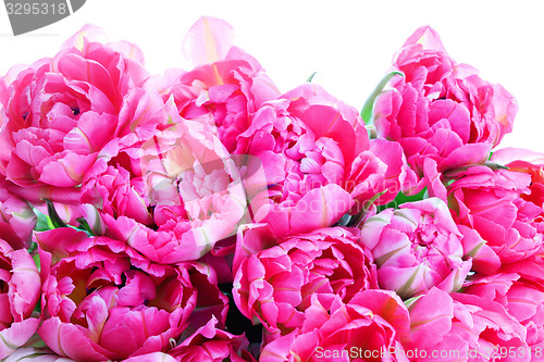 Image of pink tulips