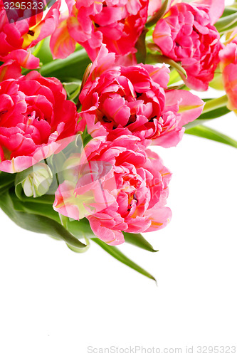 Image of pink tulips