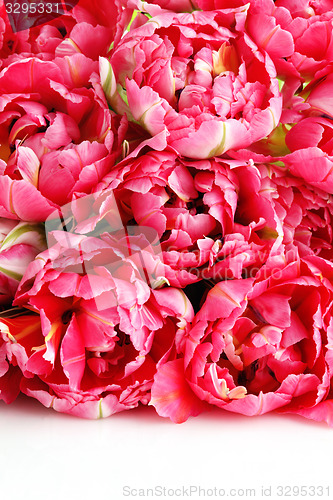 Image of pink tulips