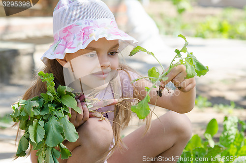 Image of Girl collects radishes from the garden