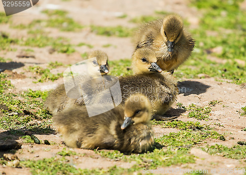 Image of young greylag goslings