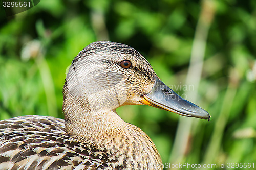 Image of female mallard duck