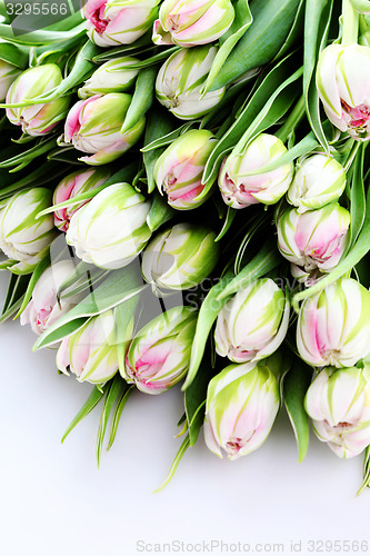 Image of bunch of tulips