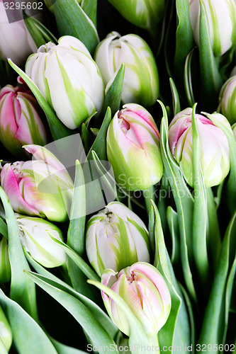 Image of bunch of tulips