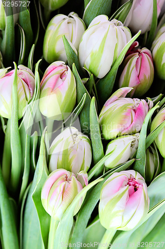 Image of bunch of tulips