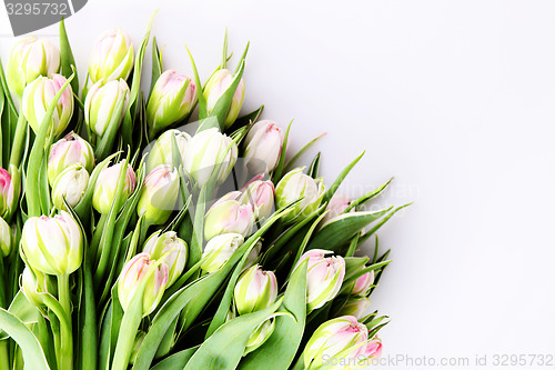 Image of bunch of tulips