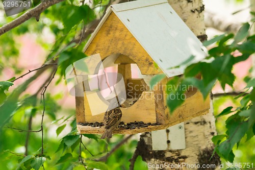 Image of Sparrows arrived