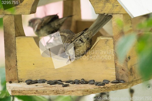 Image of Sparrows arrived