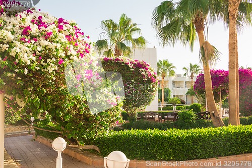 Image of Exotic flowers and plants Egypt