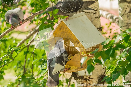 Image of Pigeons around bird feeders  