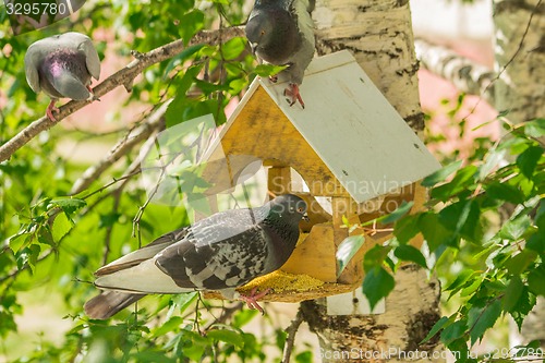 Image of Pigeons around bird feeders  