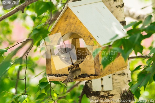 Image of Sparrows arrived
