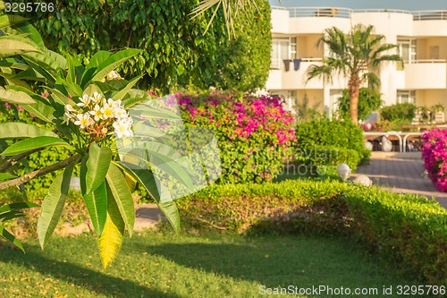 Image of Exotic flowers and plants Egypt