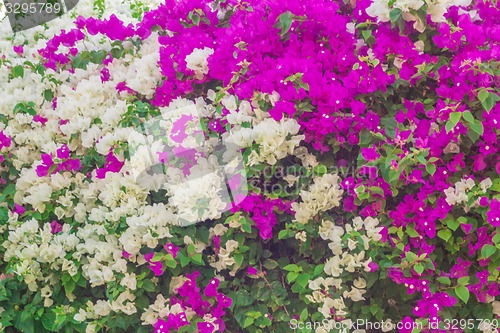 Image of Exotic flowers and plants Egypt