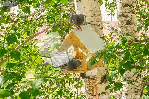 Image of Pigeons around bird feeders  