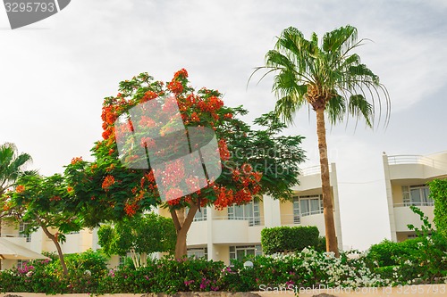 Image of Exotic flowers and plants Egypt