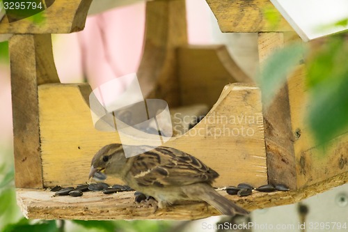 Image of Sparrows arrived