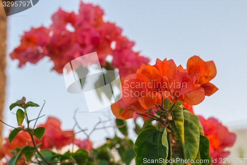 Image of Exotic flowers and plants Egypt