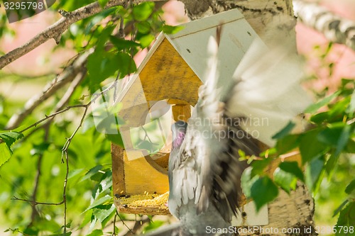 Image of Pigeons around bird feeders  