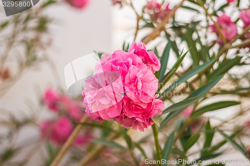 Image of Exotic flowers and plants Egypt