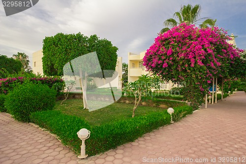 Image of Exotic flowers and plants Egypt