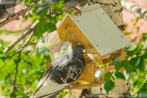 Image of Pigeons around bird feeders  