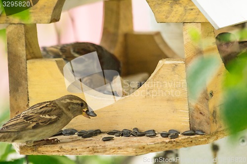 Image of Sparrows arrived