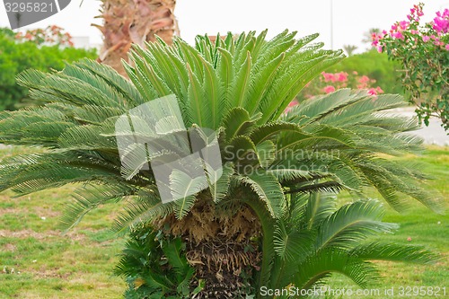 Image of Exotic flowers and plants Egypt