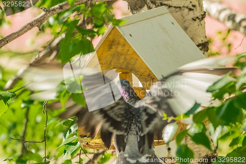 Image of Pigeons around bird feeders  