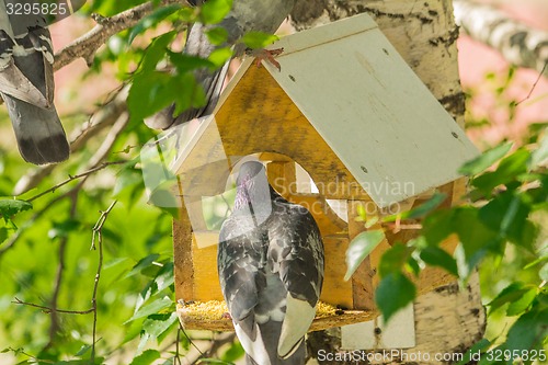 Image of Pigeons around bird feeders  