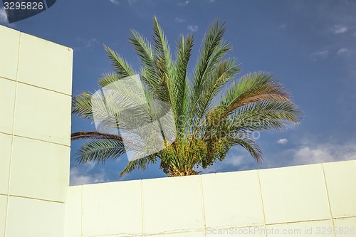 Image of Exotic flowers and plants Egypt