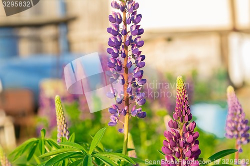 Image of Decorative flower