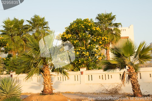 Image of Exotic flowers and plants Egypt