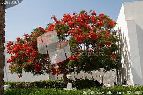 Image of Exotic flowers and plants Egypt